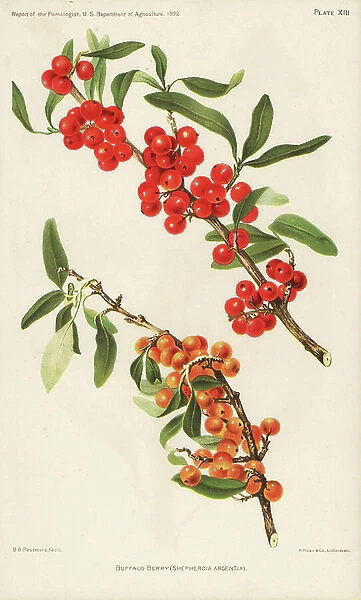 Buffalo berry, Shepherdia argentia. Chromolithograph by Hoen after a botanical illustration by D.G. Passmore from the Report of the Pomologist, US Department of Agriculture, 1892