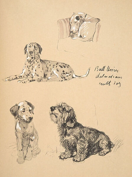 Bull Terrier, Dalmatians and Mutt Dog, 1930, Illustrations from his Sketch Book used for