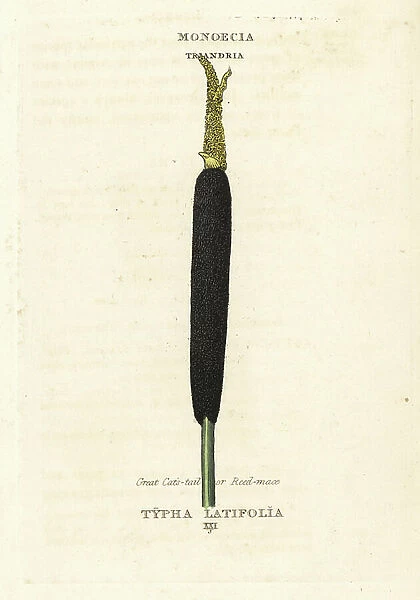 Bulrush, creat cat's tail or reed mace, Typha latifolia. Handcoloured copperplate engraving after an illustration by Richard Duppa from his The Clases and Orders of the Linnaean System of Botany, Longman, Hurst, London, 1816