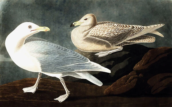 Burgomaster Gull, Larus Glaucus, from 'The Birds of America'by John J