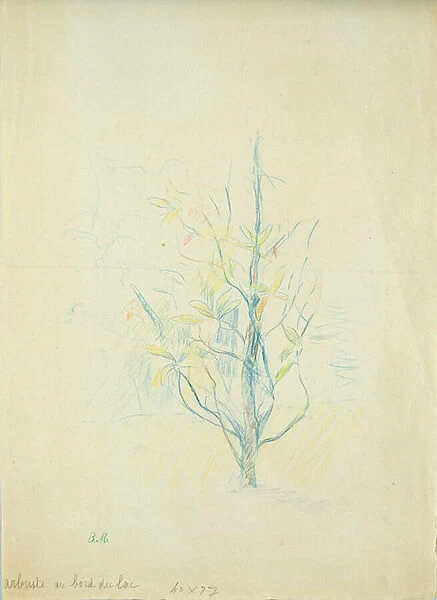 Bushes by the lake, 1893 (coloured pencil on paper)