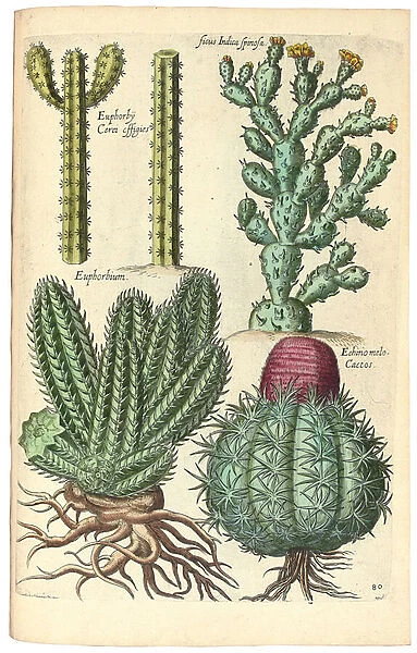 Cacti, 1641 (hand-coloured engraving)