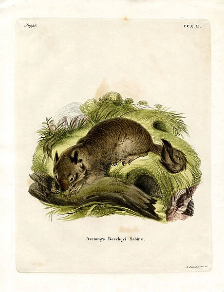 California Ground Squirrel (coloured engraving)