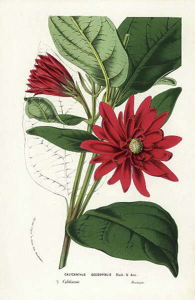 California spicebush or western sweetshrub, Calycanthus occidentalis. Handcoloured lithograph from Louis van Houtte and Charles Lemaire's Flowers of the Gardens and Hothouses of Europe, Flore des Serres et des Jardins de l'Europe, Ghent, Belgium