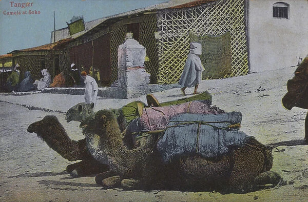 Camels at a market, Tangier, Morocco (coloured photo)