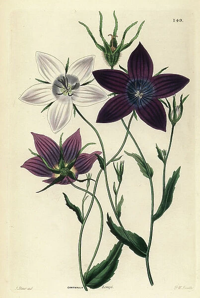 Campanula - Bellflower, Campanula lusitanica (Lovey's bellflower, Campanula loreyi). Handcoloured copperplate engraving by Frederick W. Smith after J. Hart from John Lindley and Robert Sweet's Ornamental Flower Garden and Shrubbery, G