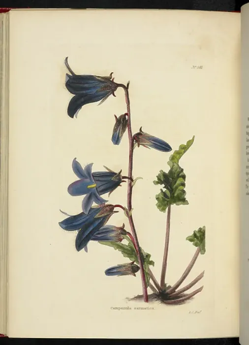 Framed Print : Campanula sarmatica Print Framed Print : Campanula sarmatica Print