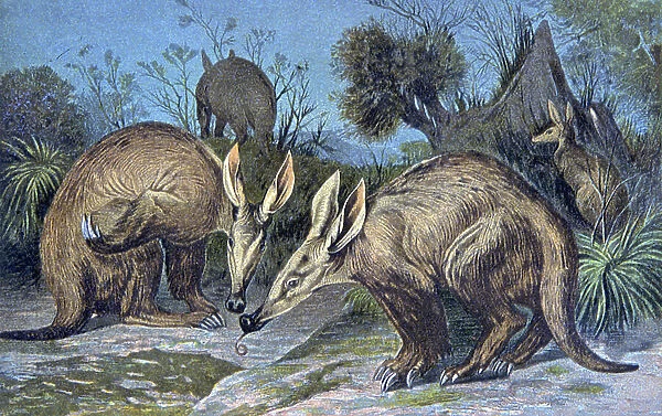 Cape aardvark, earthen Pig, 1884 (illustration)
