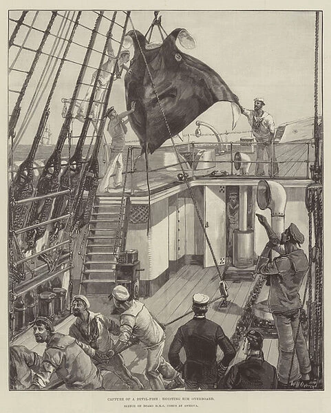 Capture of a Devil-Fish, hoisting him overboard (engraving)