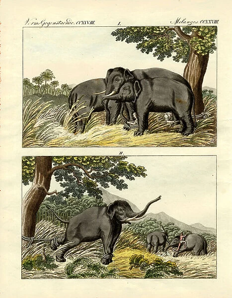 Capture of elephants by decoy elephant (coloured engraving)