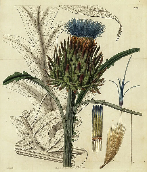 Cardoon or artichoke thistle, Cynara cardunculus. Handcoloured copperplate engraving by Swan after an illustration by William Jackson Hooker from Samuel Curtis Botanical Magazine, London, 1828