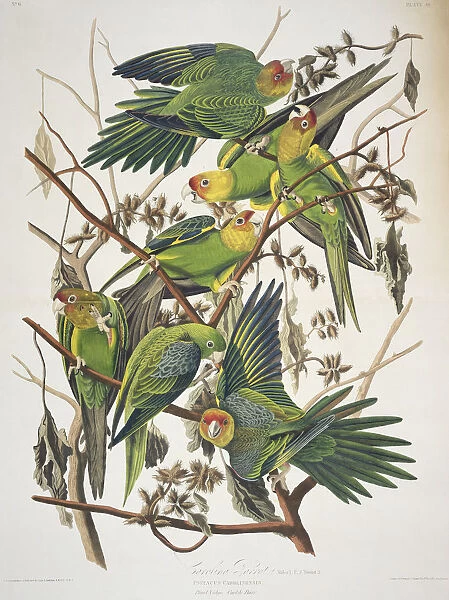 Carolina Parakeet, from Birds of America, 1829 (coloured engraving)