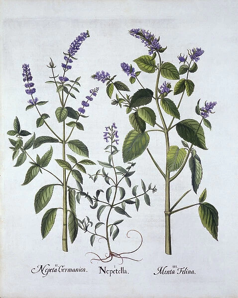 Catmintand Catnip, from Hortus Eystettensis, by Basil Besler (1561-1629), pub