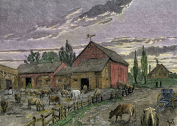 Cattle and barns from a Canadian farm of 1850. 19th century colour engraving