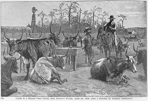 Cattle in a Kansas Corn Corral, illustration from Harpers Weekly, 1888