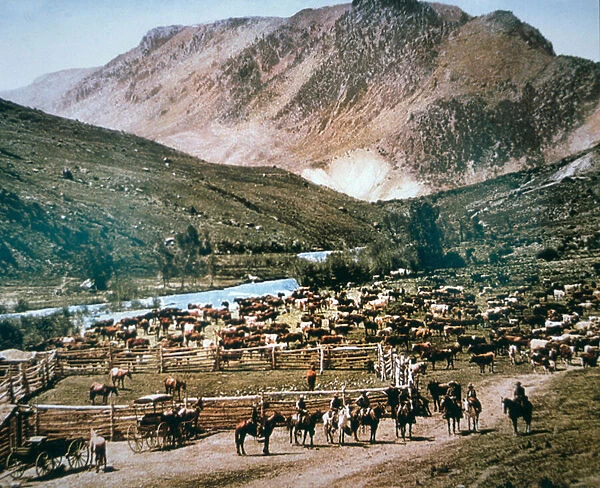 Cattle Ranch, Colorado, 1899 (photo)