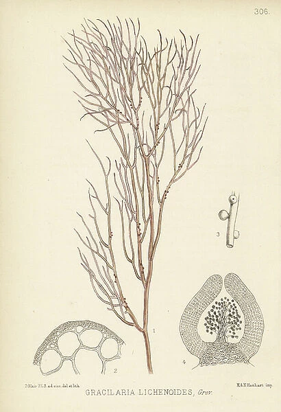 Ceylon moss, Gracilaria lichenoides. Handcoloured lithograph by Hanhart after a botanical illustration by David Blair from Robert Bentley and Henry Trimen's Medicinal Plants, London, 1880