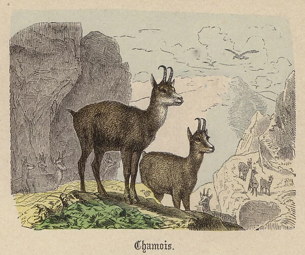 Chamois (coloured engraving)