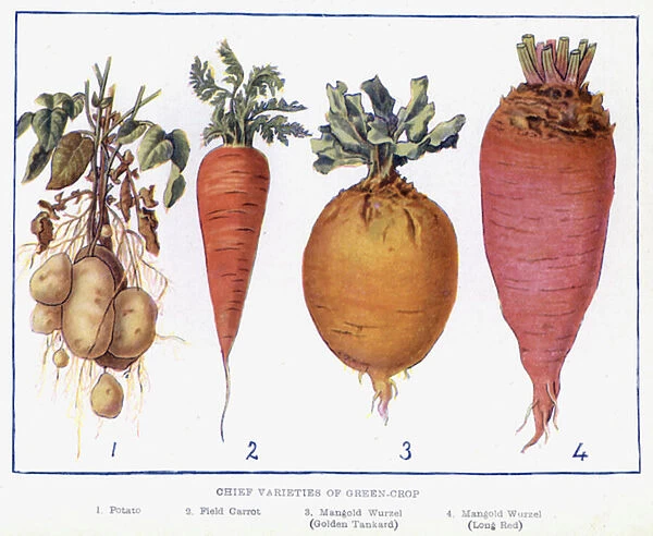 Chief Varieties of Green-Crop (colour litho)