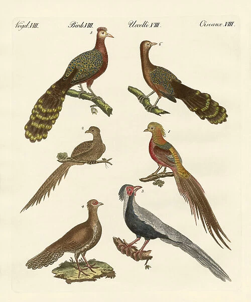 Chinese birds (coloured engraving)