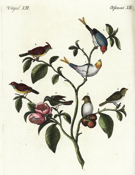 Chinese dwarf sparrows 1, 2, 3 and vervain hummingbird, Mellisuga minima 4, on a tea bush, Camellia sinensis. Handcoloured copperplate engraving from Friedrich Johann Bertuch's Bilderbuch fur Kinder (Picture Book for Children), Weimar, 1792