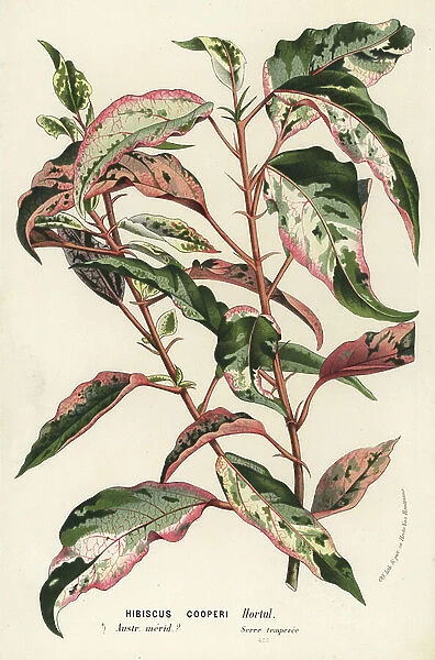 Chinese hibiscus or China rose, Hibiscus rosa-sinensis (Hibiscus cooperi). Handcoloured lithograph from Louis van Houtte and Charles Lemaire's Flowers of the Gardens and Hothouses of Europe, Flore des Serres et des Jardins de l'Europe, Ghent