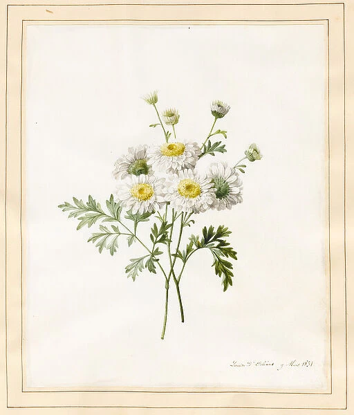 Chrysanthemum Parthenium (Batchelors Buttons), 1831 (w  /  c with some bodycolour on vellum)