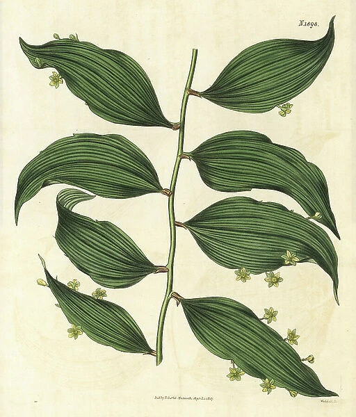 Climbing Fragon - Climbing's butcher's broom, Semele androgyna (Ruscus androgynus). Handcoloured botanical engraving from John Sims' Curtis's Botanical Magazine, Couchman, London, 1816