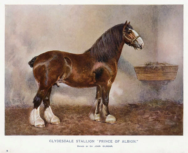 Clydesdale Stallion 'Prince of Albion'(colour litho)