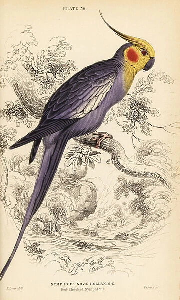 Cockatiel, Nymphicus hollandicus