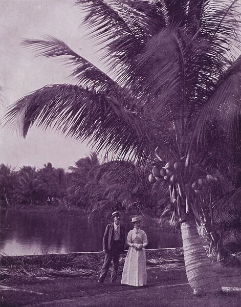 A cocoanut grove on the banks of Lake Worth, Florida (b  /  w photo)