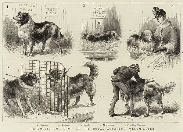 The Collie Dog Show at the Royal Aquarium, Westminster (engraving)