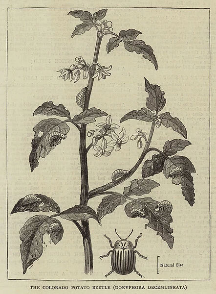 The Colorado Potato Beetle, Doryphora decemlineata (engraving)