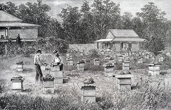 A commercial apiary