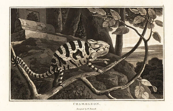 Common chameleon, 1807 (aquatint)