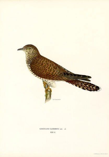 Common Cuckoo (colour litho)