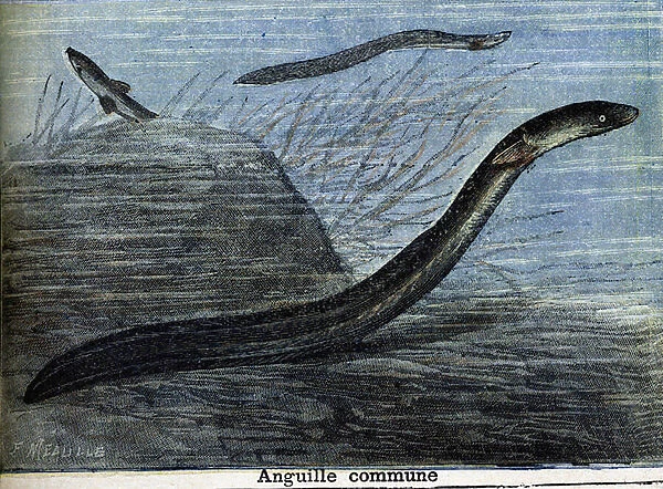 Common eel. Engraving from 1897