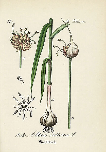 Common garlic or growing garlic - Garlic, Allium sativum. Handcoloured lithograph from Diederich von Schlechtendal's German Flora (Flora von Deutschland), Jena, 1871