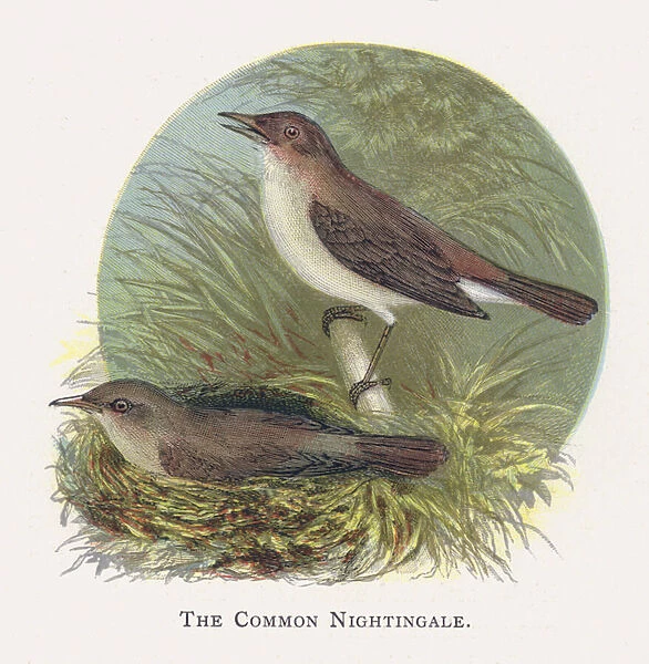 The Common Nightingale (chromolitho)