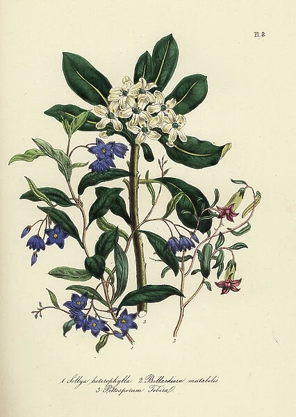 Common sollya, Sollya heterophylla, changeable apple-berry, Billardiera mutabilis, and Chinese pictusporum, Pictusporum tobira. Handfinished chromolithograph by Noel Humphreys after an illustration by Jane Loudon from Mrs