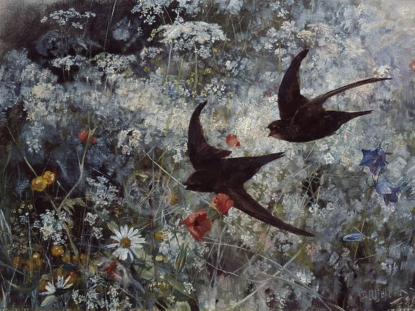 (Common) Swift, 1886