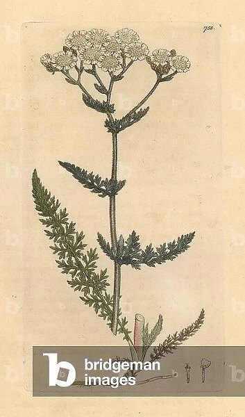Common yarrow or milfoil, Achillea millefolium (achillee). Handcoloured copperplate engraving after a drawing by James Sowerby for James Smith's English Botany, 1800