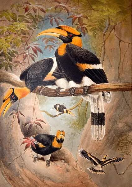 Concave casque Hornbill, 1861 (colour litho)