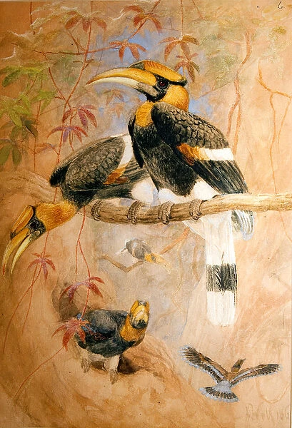 Concave-casqued Hornbill (Dichoceros bicornis), 1856-67 (w  /  c on paper)
