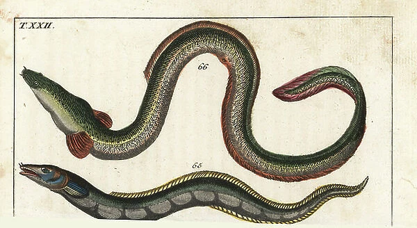 Conger - European Eel (or commune) - Conger eel, Conger conger 65 and European eel, Anguilla anguilla 66. Handcolored copperplate engraving from Gottlieb Tobias Wilhelm's Encyclopedia of Natural History: Fish, Augsburg, 1804