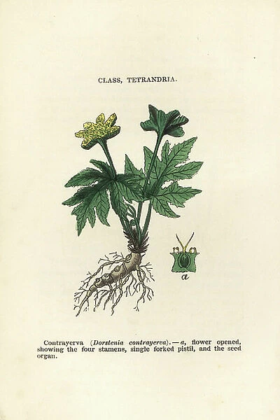 Contrajerva, Dorstenia contrajerva. Handcoloured woodblock engravings from James Main's Popular Botany, Orr and Smith, London, 1835. James Main (1775-1846) was a Scottish gardener, botanist and writer