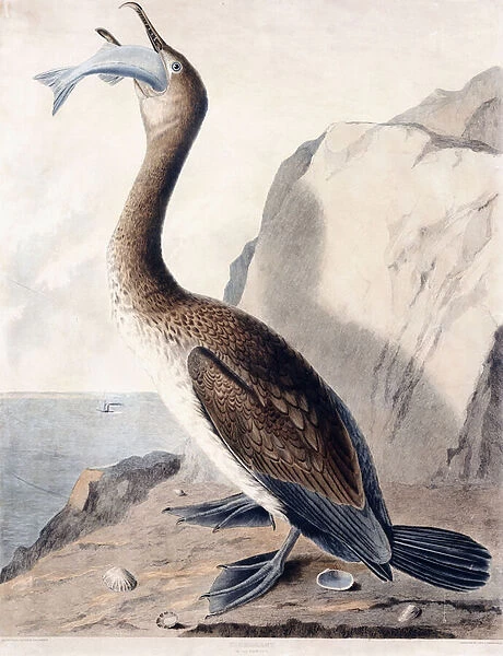 Cormorant (of the first year), c. 1841 (hand-coloured engraving)