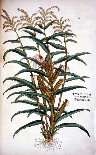 The corn - in 'De Historia Stirpium commentarii insignia'