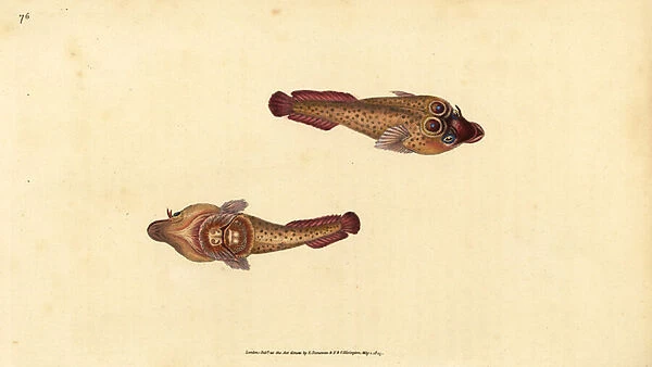 Cornish sucker, Lepadogaster purpurea (Ocellated sucker, Cyclopterus ocellatus). Handcoloured copperplate drawn and engraved by Edward Donovan from his Natural History of British Fishes, Donovan and F. C. and J. Rivington, London, 1802-1808