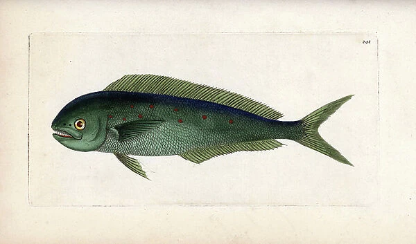 Coryphene or sea bream or mahi mahi. Unsigned illustration (George Shaw and Frederick Nodder). Copper engraving for the naturalist collection, published in 1796 by Frederick Nodder (1751-1801) and George Shaw
